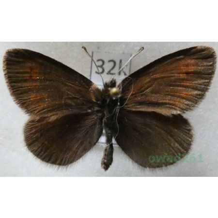 Erebia epiphron (Knoch, 1783) male Górówka epifron Italy32k